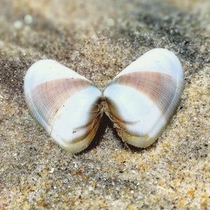 Meet your Posher, Noelle